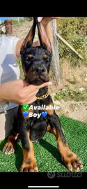 Dobermann