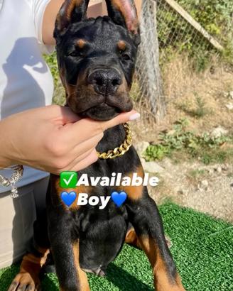 Dobermann