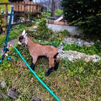 Capretto maschio Camosciata delle Alpi