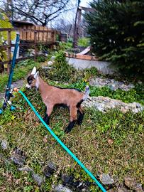 Capretto maschio Camosciata delle Alpi