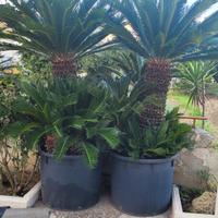 Piante cycas 30 anni