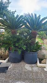Piante cycas 30 anni