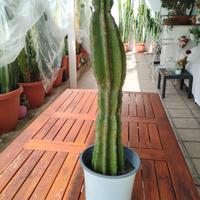 cactus cereus peruviano