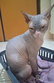 Gatto don sphynx 2 anni intero