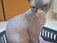 Immagine 1
