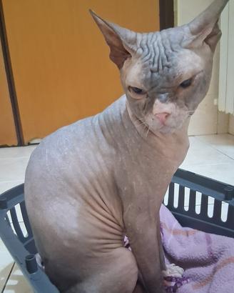 Gatto don sphynx 2 anni intero