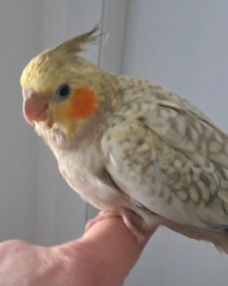 Pappagallo calopsite