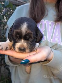 Epagneul breton cuccioli