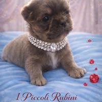 Chihuahua Pedigree ENCI