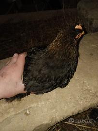 Pulcinotto di 5 mesi Marans