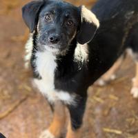 DOLI, tenera cucciola baffona in canile