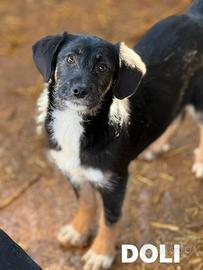 DOLI, tenera cucciola baffona in canile