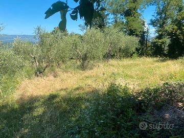 Terreno agricolo 15.000 mq con rimessa condonata