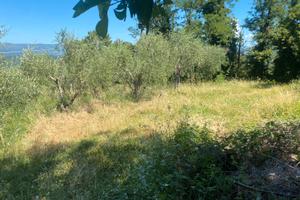 Terreno agricolo 15.000 mq con rimessa condonata