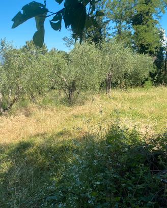 Terreno agricolo 15.000 mq con rimessa condonata