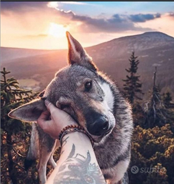 Proprietà terriera per attività animalista