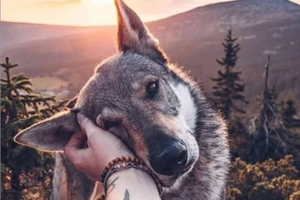 Proprietà terriera per attività animalista