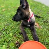 Cuccioli di pastore belga malinois carbone
