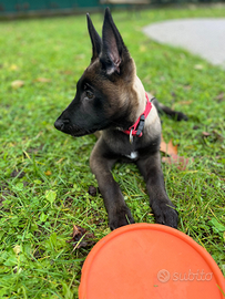 Cuccioli di pastore belga malinois carbone