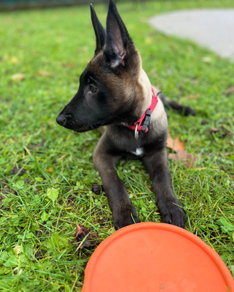 Cuccioli di pastore belga malinois carbone