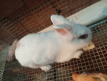 Coniglietti nani adulti