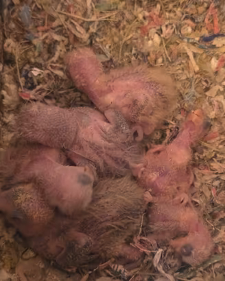 Pulli di inseparabili blu da imbecco 