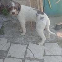 Lagotto