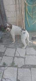 Lagotto