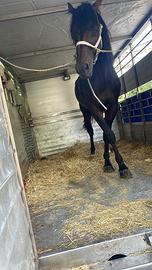 Cavallo