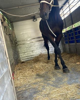 Cavallo
