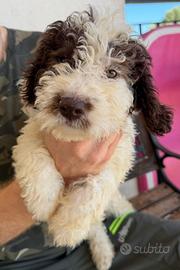 Disponibile cucciola lagotto romagnolo