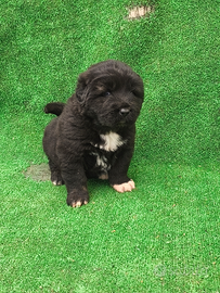 Pastore del Caucaso con pedigree ENCI