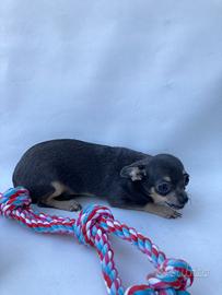 Chihuahua