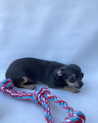 Chihuahua