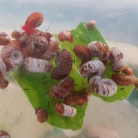 Lumache Planorbis