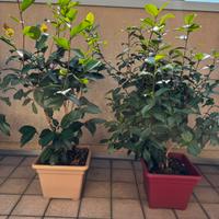 Coppia camelie toscane