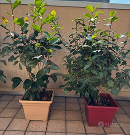 Coppia camelie toscane