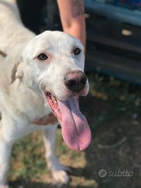 Boston, simil labrador dagli occhi dolcissimi