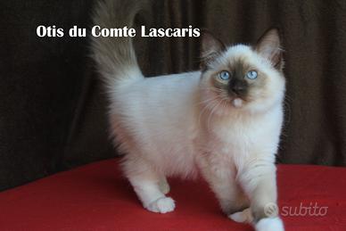 OTIS super coccolone RAGDOLL con pedigree