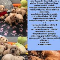 Cuccioli Golden Retriever ??