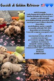 Cuccioli Golden Retriever ??