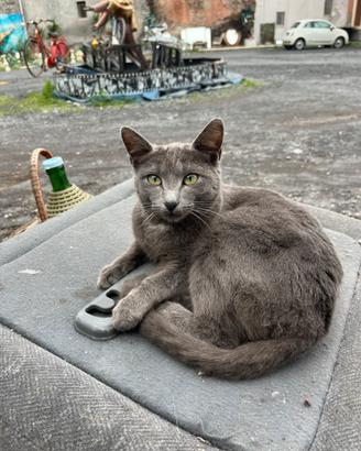 Gatto Russian Blue