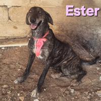 Ester femmina mix segugio