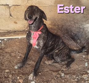 Ester femmina mix segugio