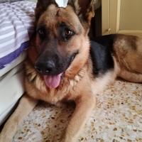 Accoppiamento femmina gratuito