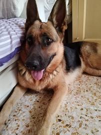 Accoppiamento femmina gratuito