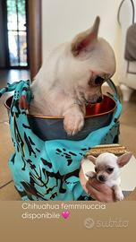 Chihuahua