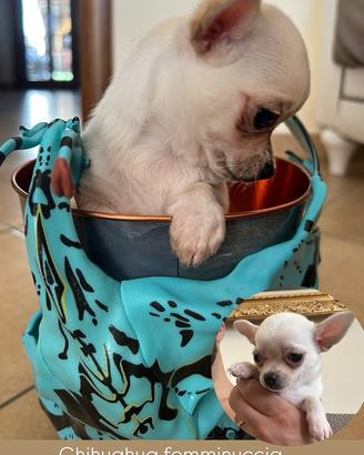 Chihuahua