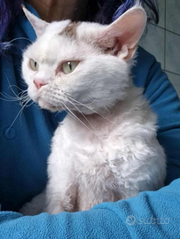 Devon Rex adulto