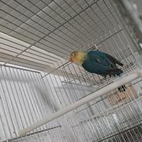 Inseparabili di fisher yellowface